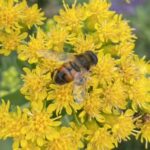 Drone Fly (Eristalis tenax)