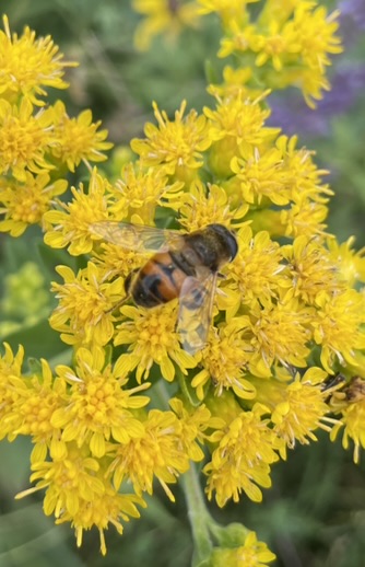 Drone Fly (Eristalis tenax)