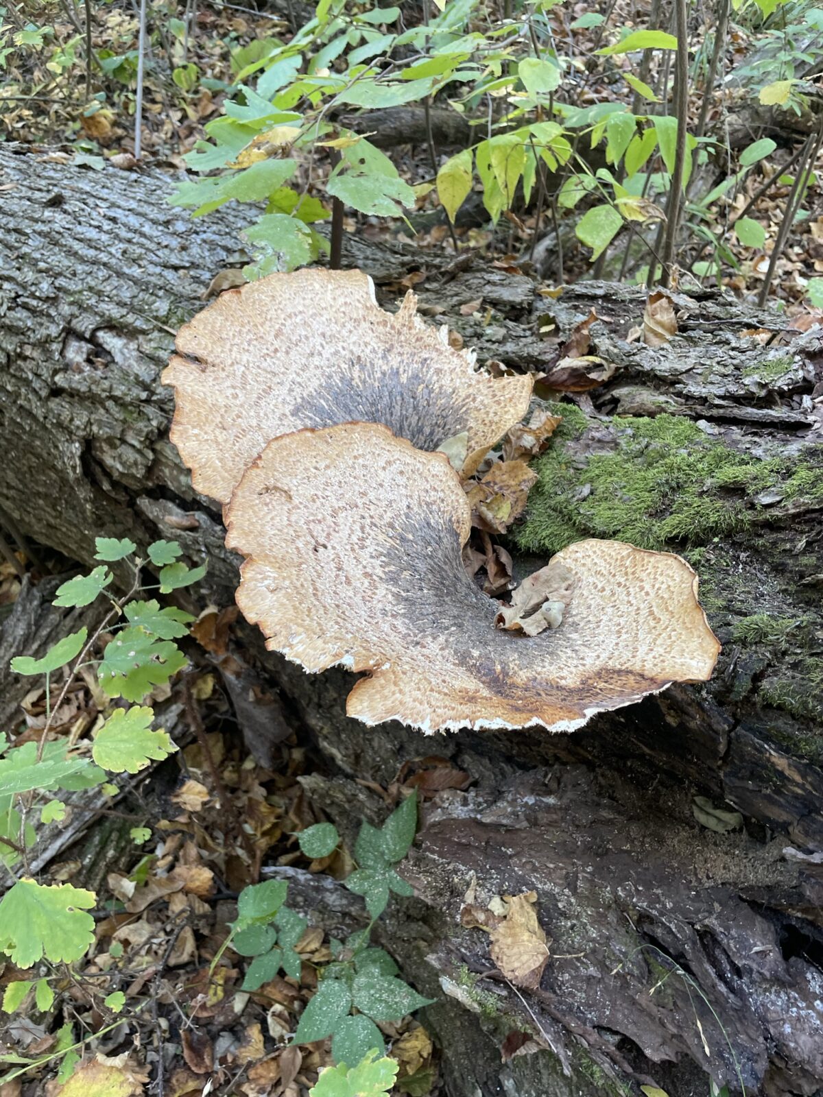 Dryad’s Saddle (Ceriporus squamosus)