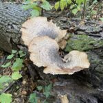 Dryad's Saddle (Ceriporus squamosus)