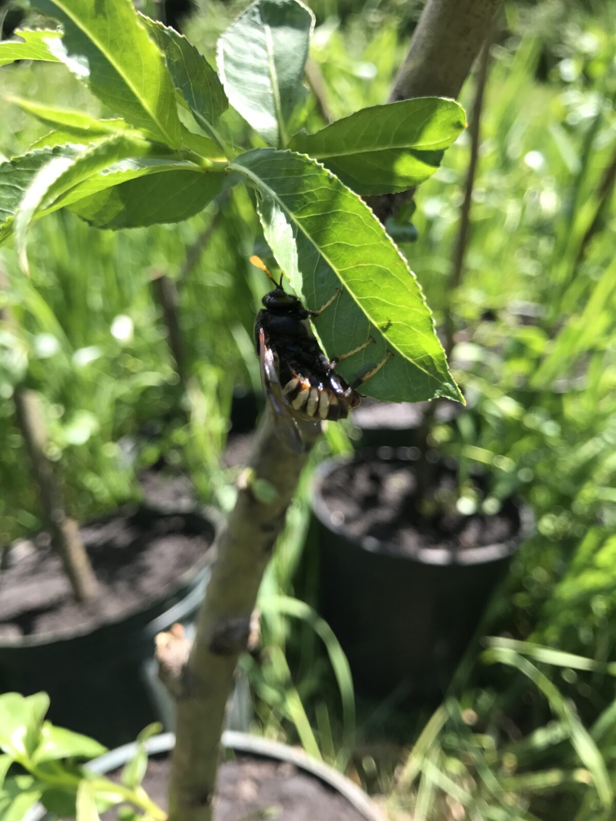Elm Saw Fly (Cimbex americana)