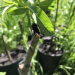 Elm Saw Fly (Cimbex americana)