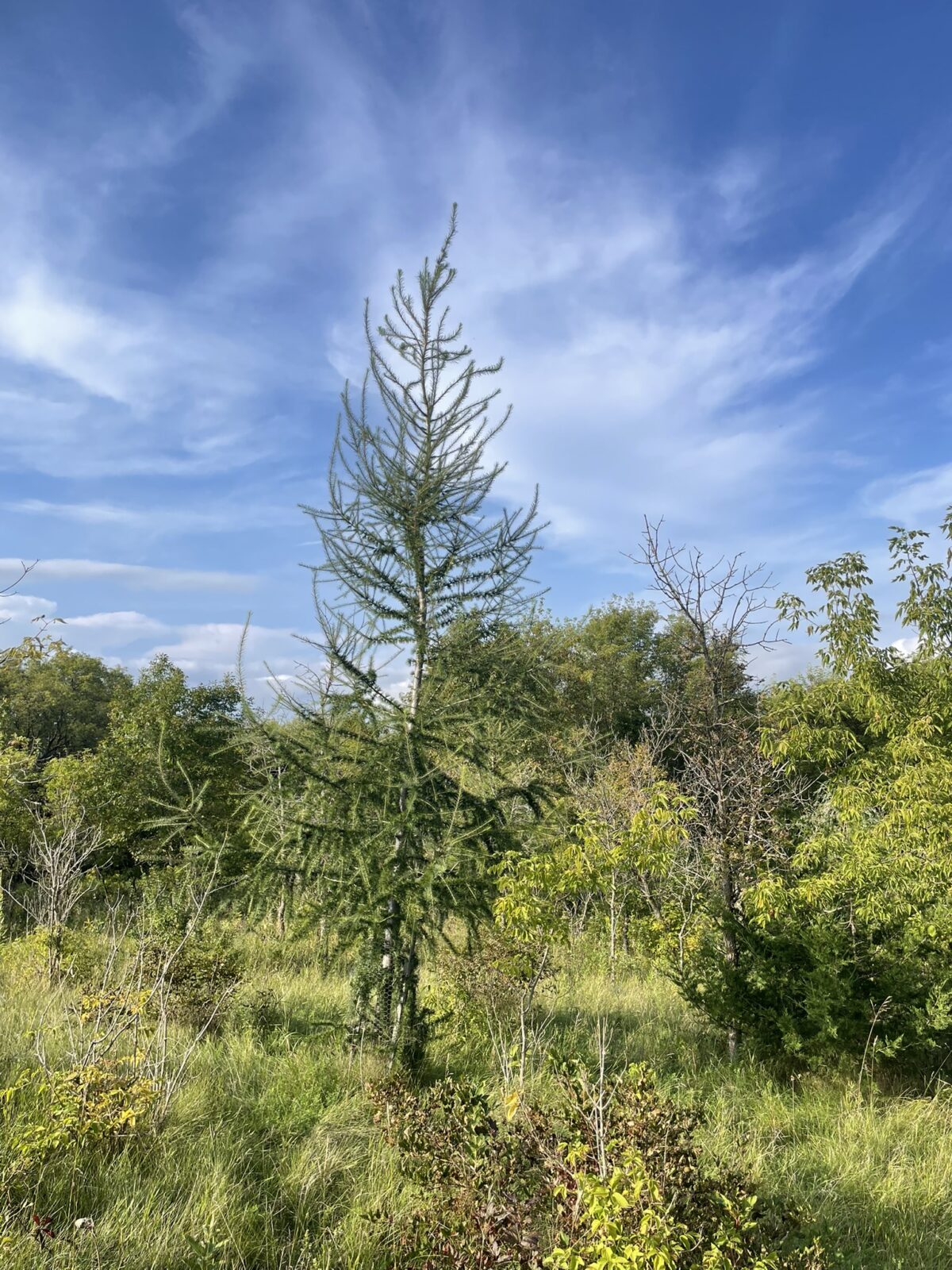 European Larch (Larix decidua)