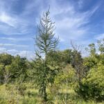European Larch (Larix decidua)