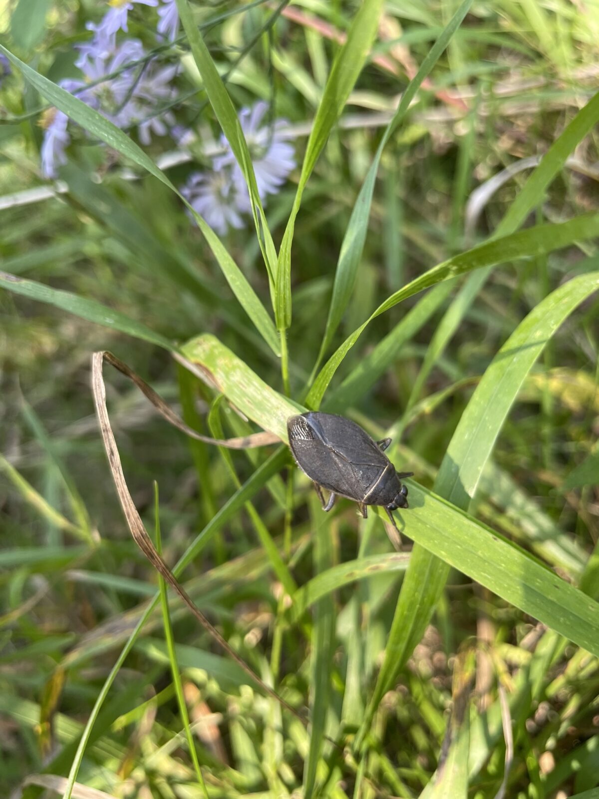 Giant Water Bug (Lethocerus americanus)