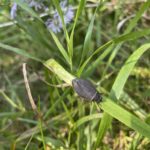 Giant Water Bug (Lethocerus americanus)