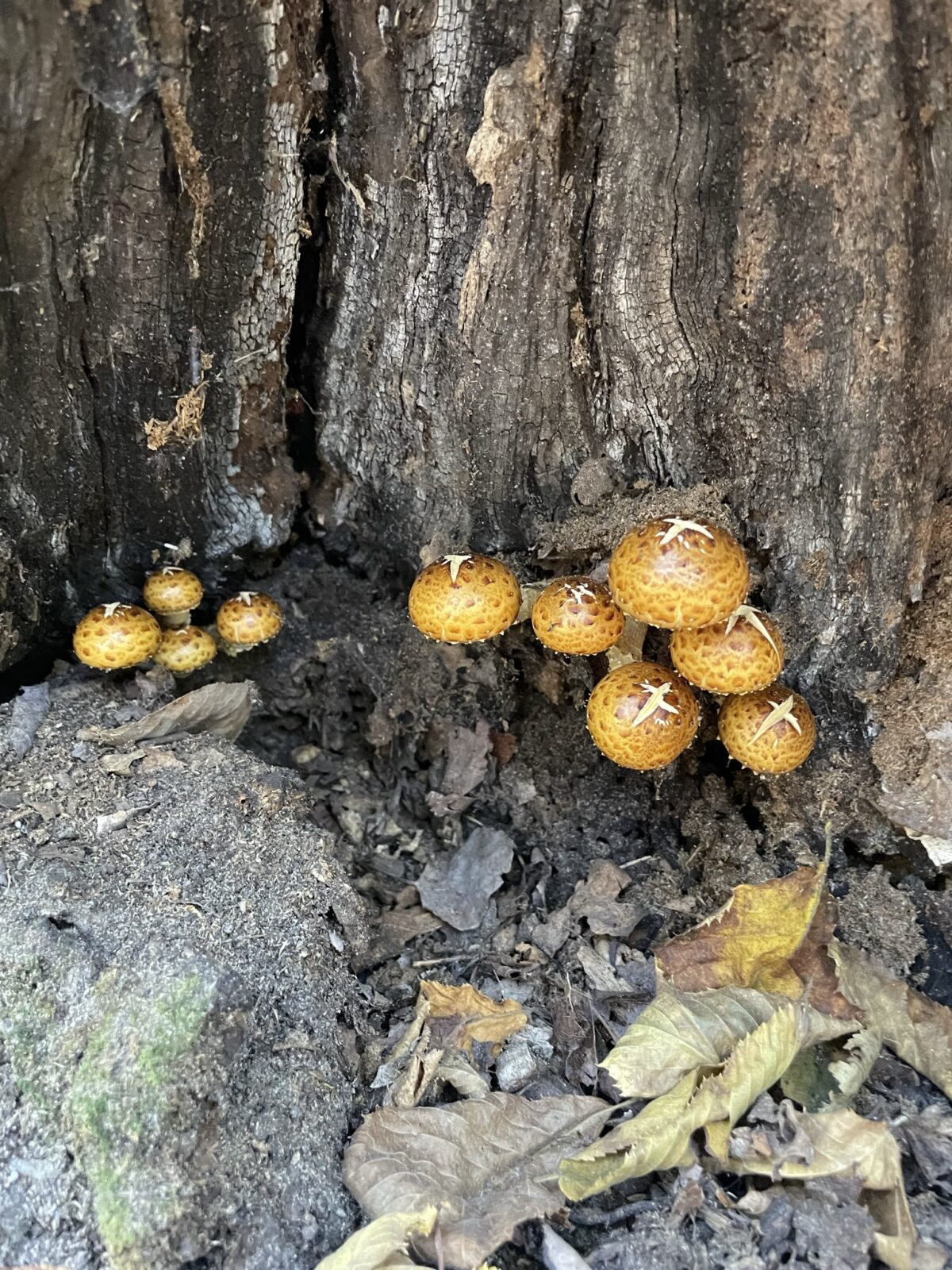 Golden Pholiota (Pholiota aurivella)