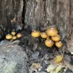 Golden Pholiota (Pholiota aurivella)