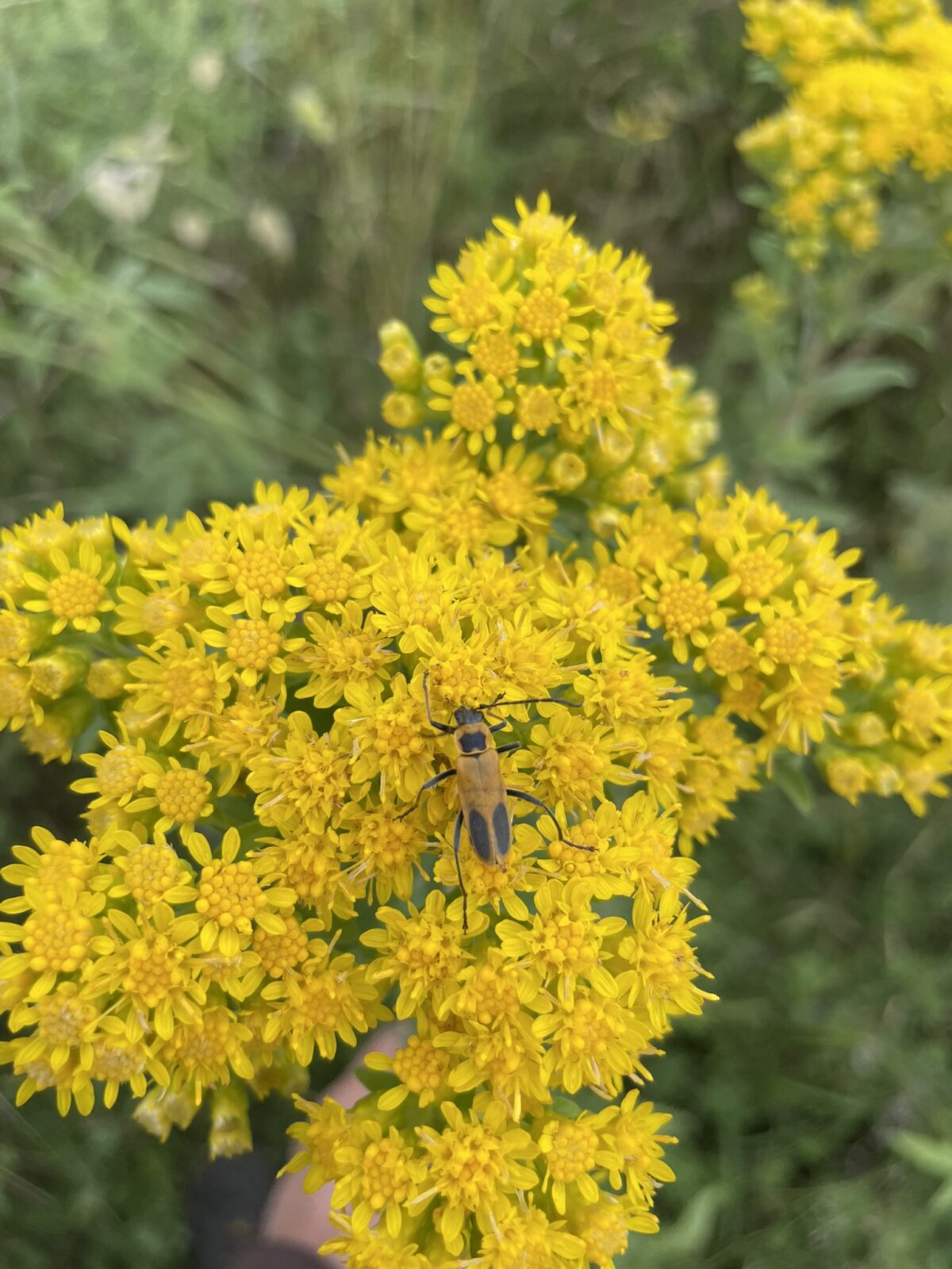 Goldenrod Soldier Beetle (Chauliognathus pennsylvanicus)