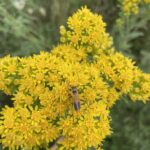 Goldenrod Soldier Beetle (Chauliognathus pennsylvanicus)