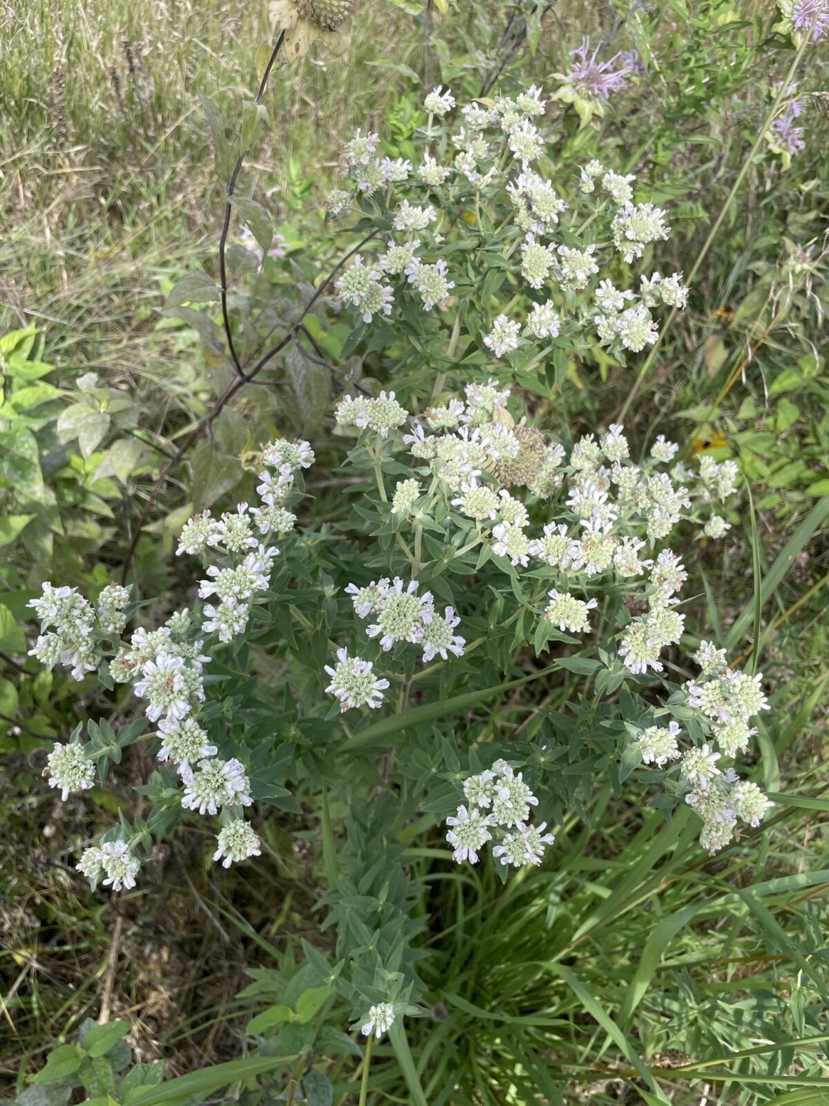 Hairy Mountain Mint (Pycnanthemum verticillatum)