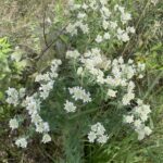 Hairy Mountain Mint (Pycnanthemum verticillatum)