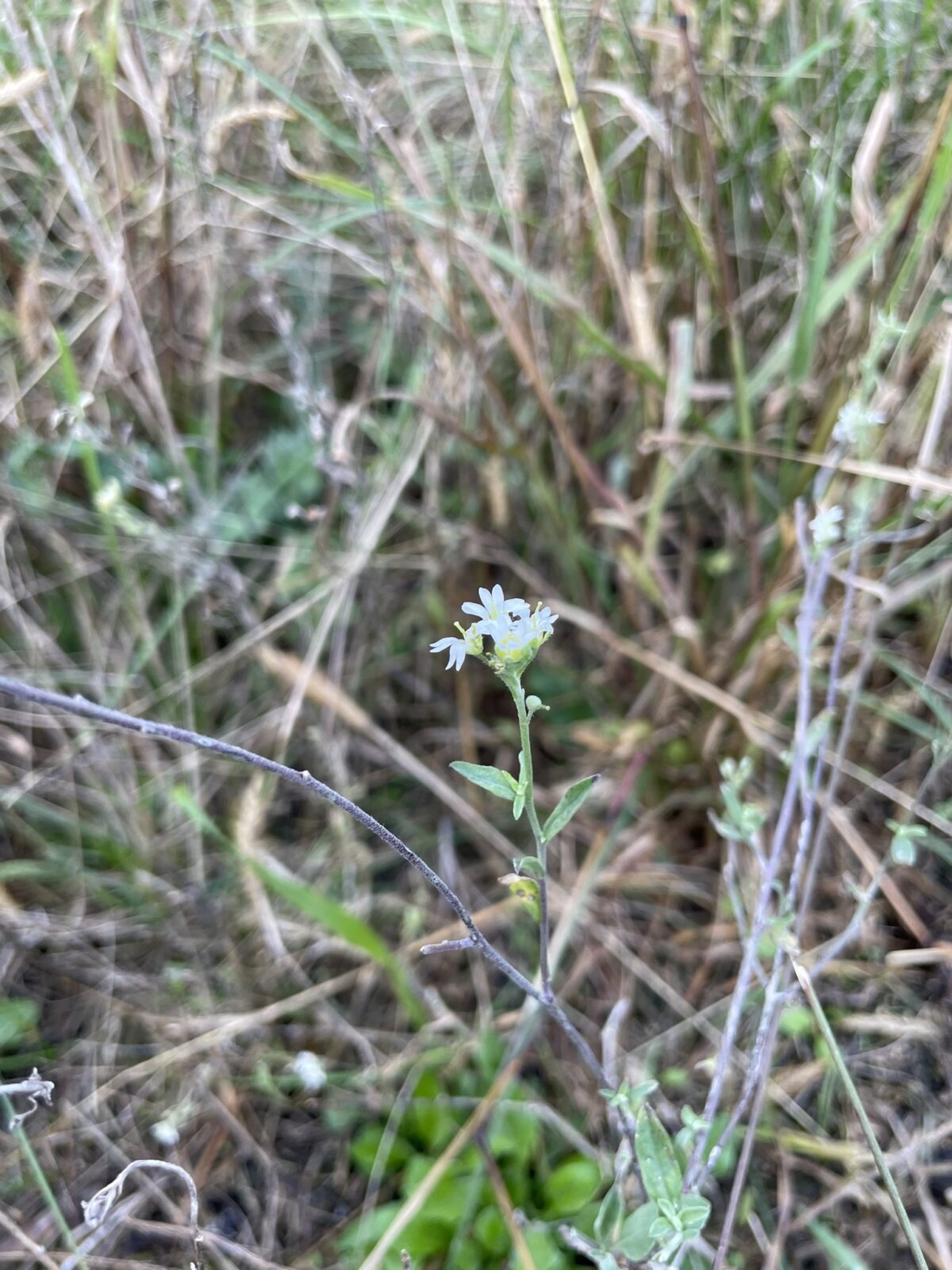 Hoary Alyssum (Berteroa incana)