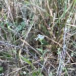 Hoary Alyssum (Berteroa incana)