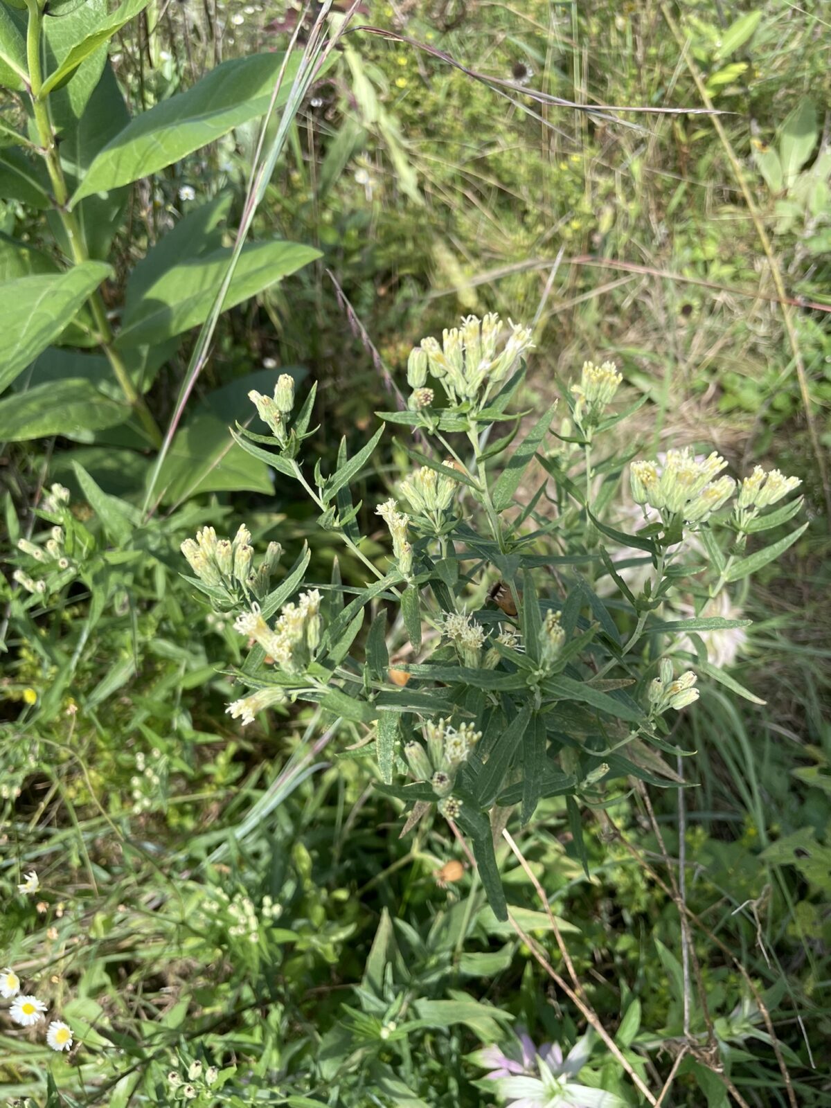 False Boneset (Brickellia eupatorioides)