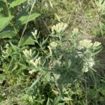 False Boneset (Brickellia eupatorioides)