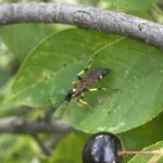 Ichneumon Wasp (Ichneumon subdolus)