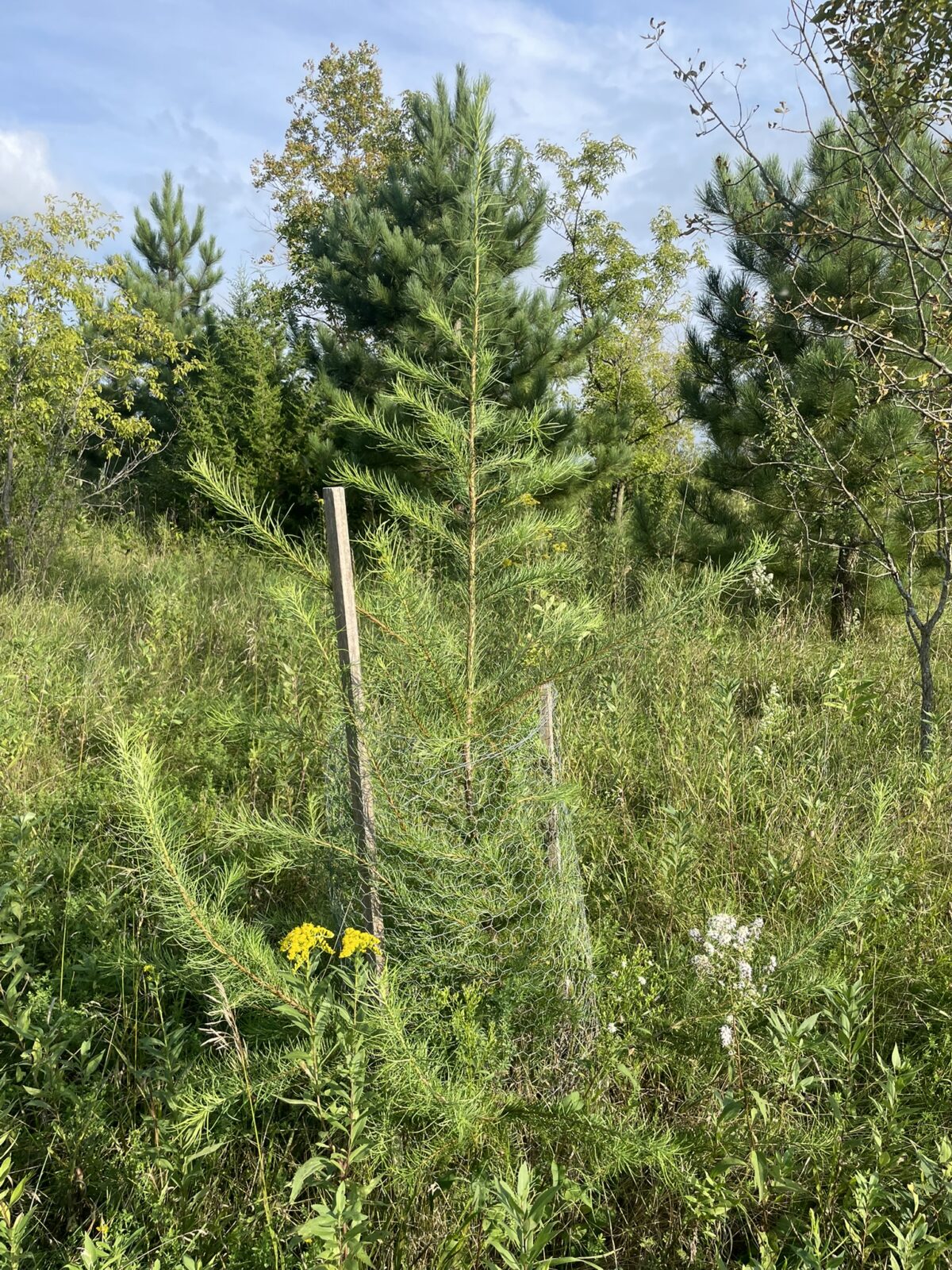 Japanese Larch (Larix kaempferi)