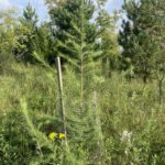 Japanese Larch (Larix kaempferi)