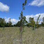 Karpick Maple (Acer rubrum 'Karpick')