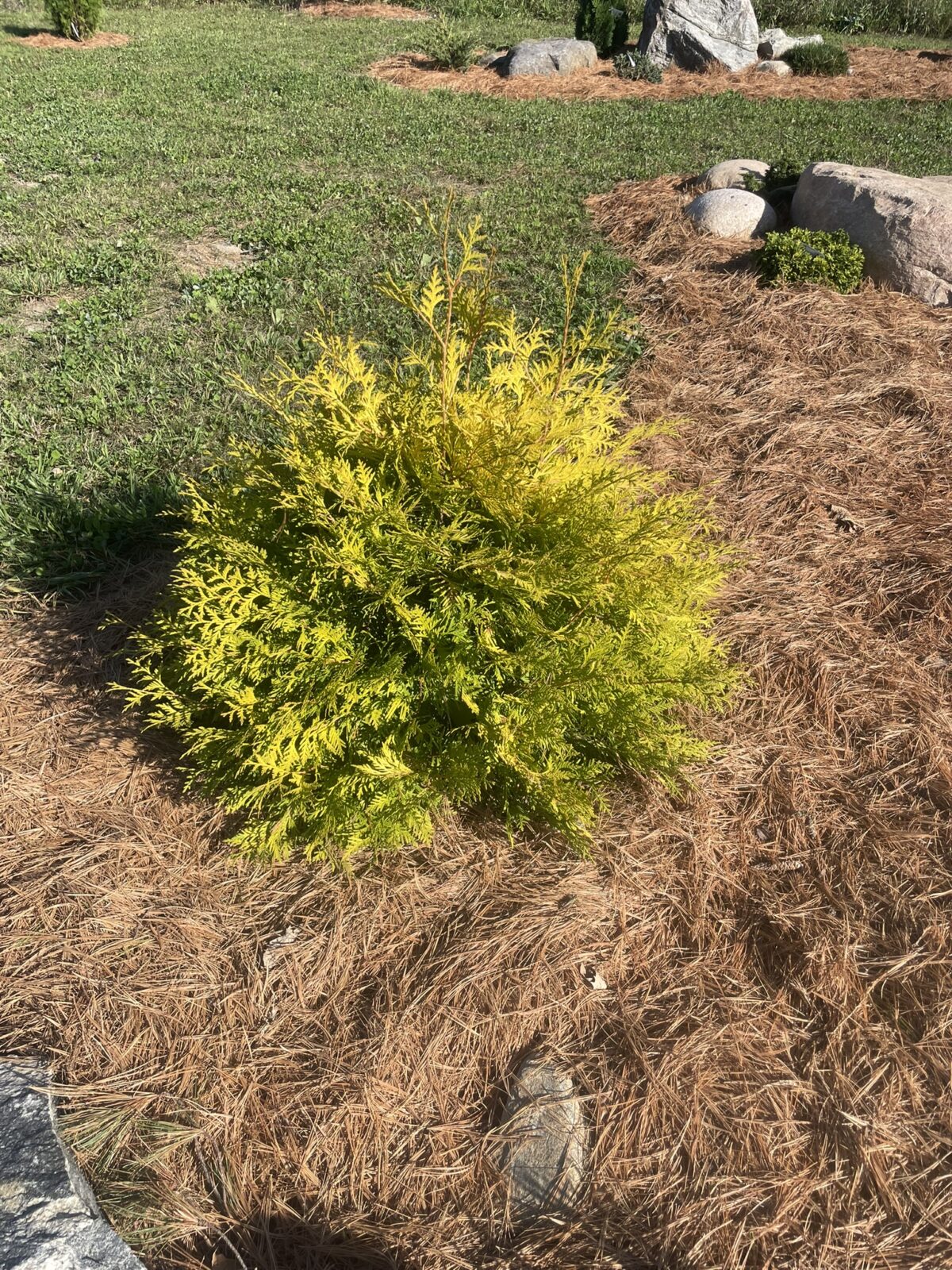 Lemon Burst Arborvitae (Thuja occidentalis ‘RutThu3’)