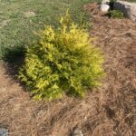 Lemon Burst Arborvitae (Thuja occidentalis 'RutThu3')