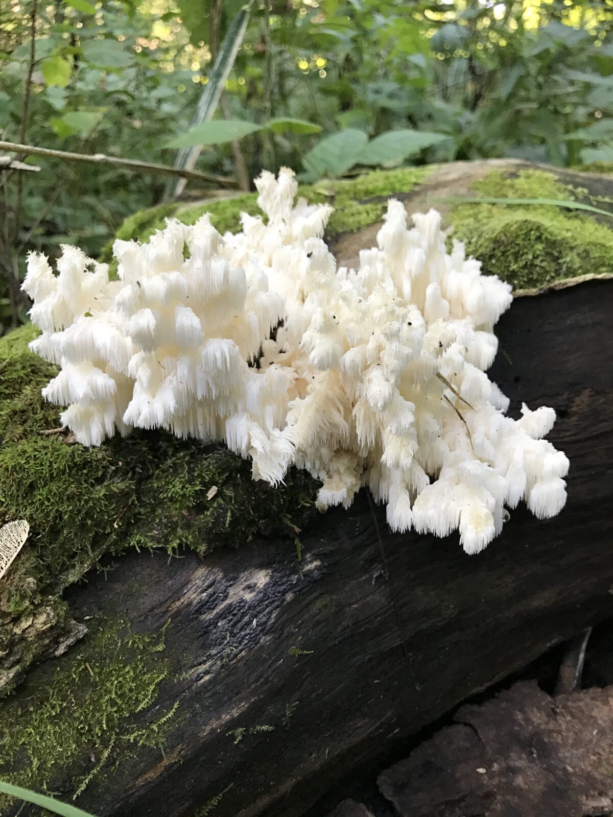 Lion’s Mane (Hericium americanum)