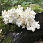 Lion's Mane (Hericium americanum)