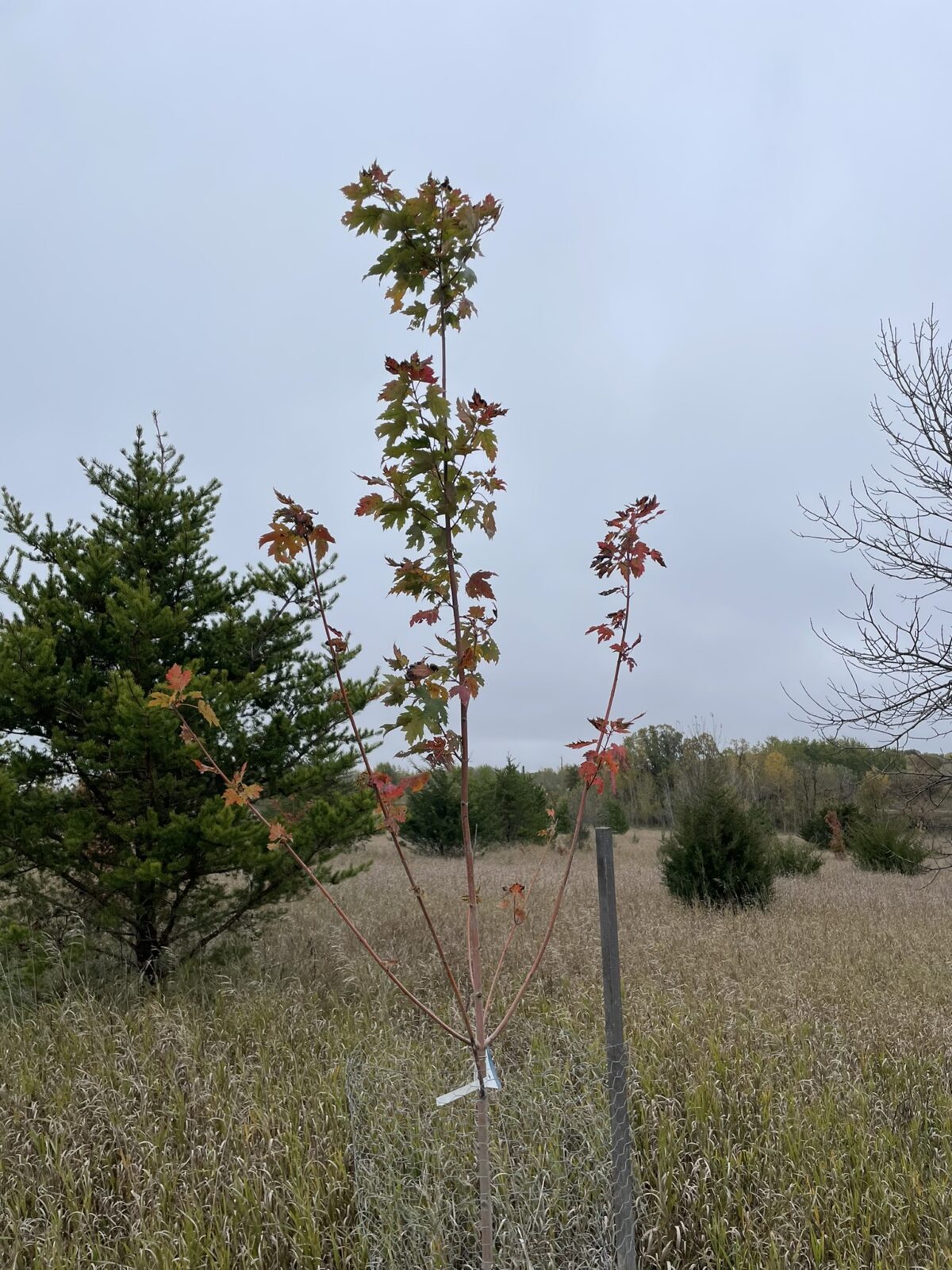 Marmo Maple (Acer x freemanii ‘Marmo’)