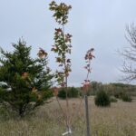 Marmo Maple (Acer x freemanii 'Marmo')