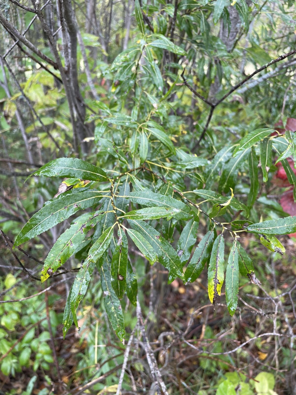 Meadow Willow (Salix petiolaris)