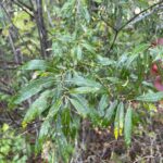 Meadow Willow (Salix petiolaris)