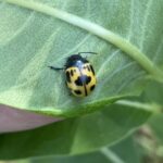 Milkweed Leaf Beetle (Labidomera clivicollis)
