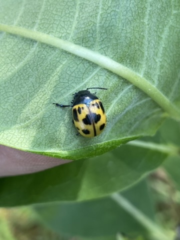 Milkweed Leaf Beetle (Labidomera clivicollis)