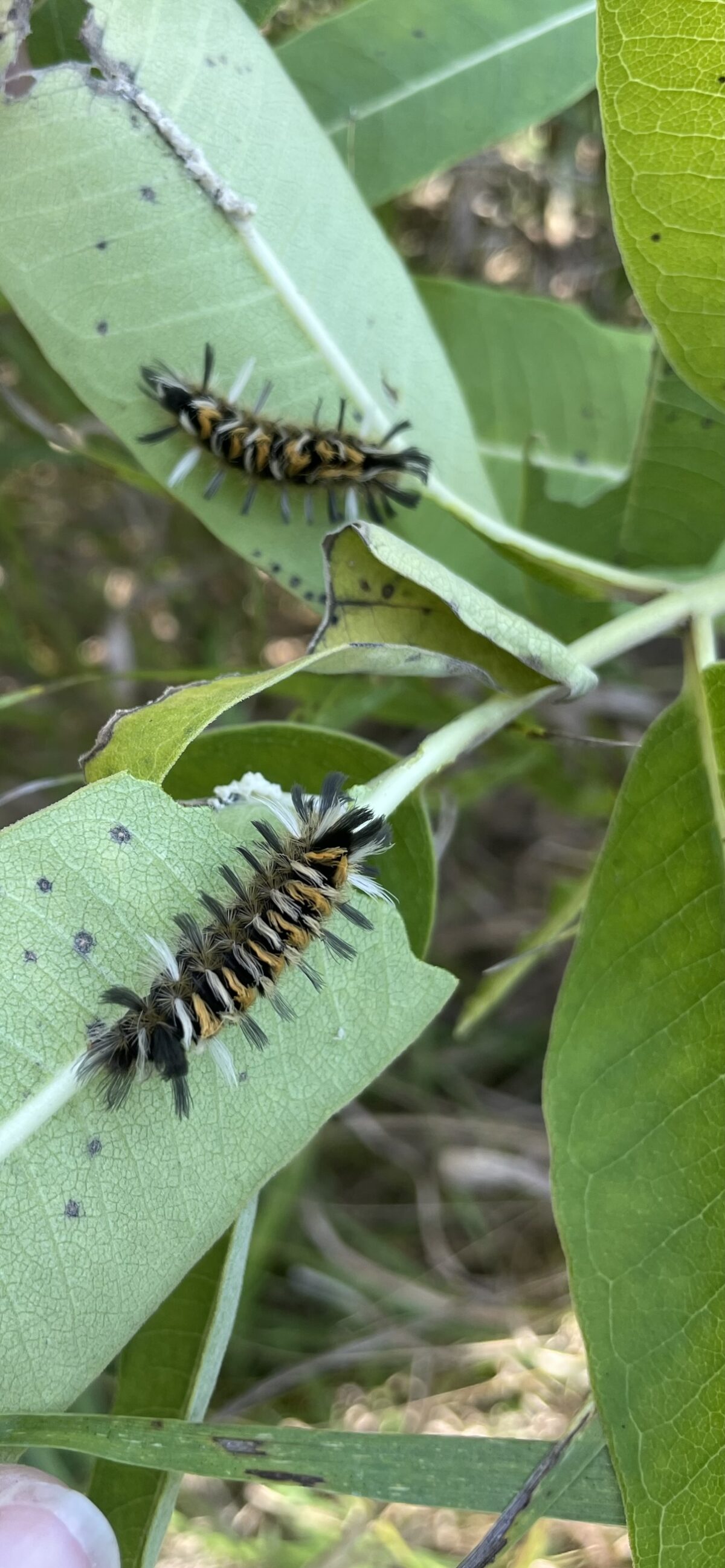 Milkweed Tiger Moth (Euchaetes egle)