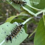Milkweed Tiger Moth (Euchaetes egle)