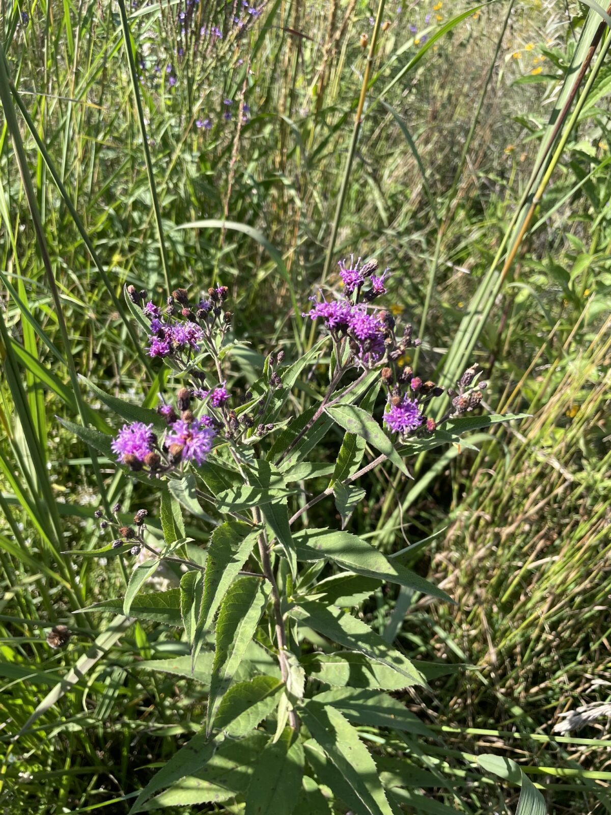 Missouri Ironweed (Vernonia missurica)