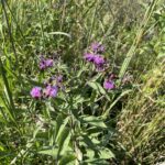 Missouri Ironweed (Vernonia missurica)