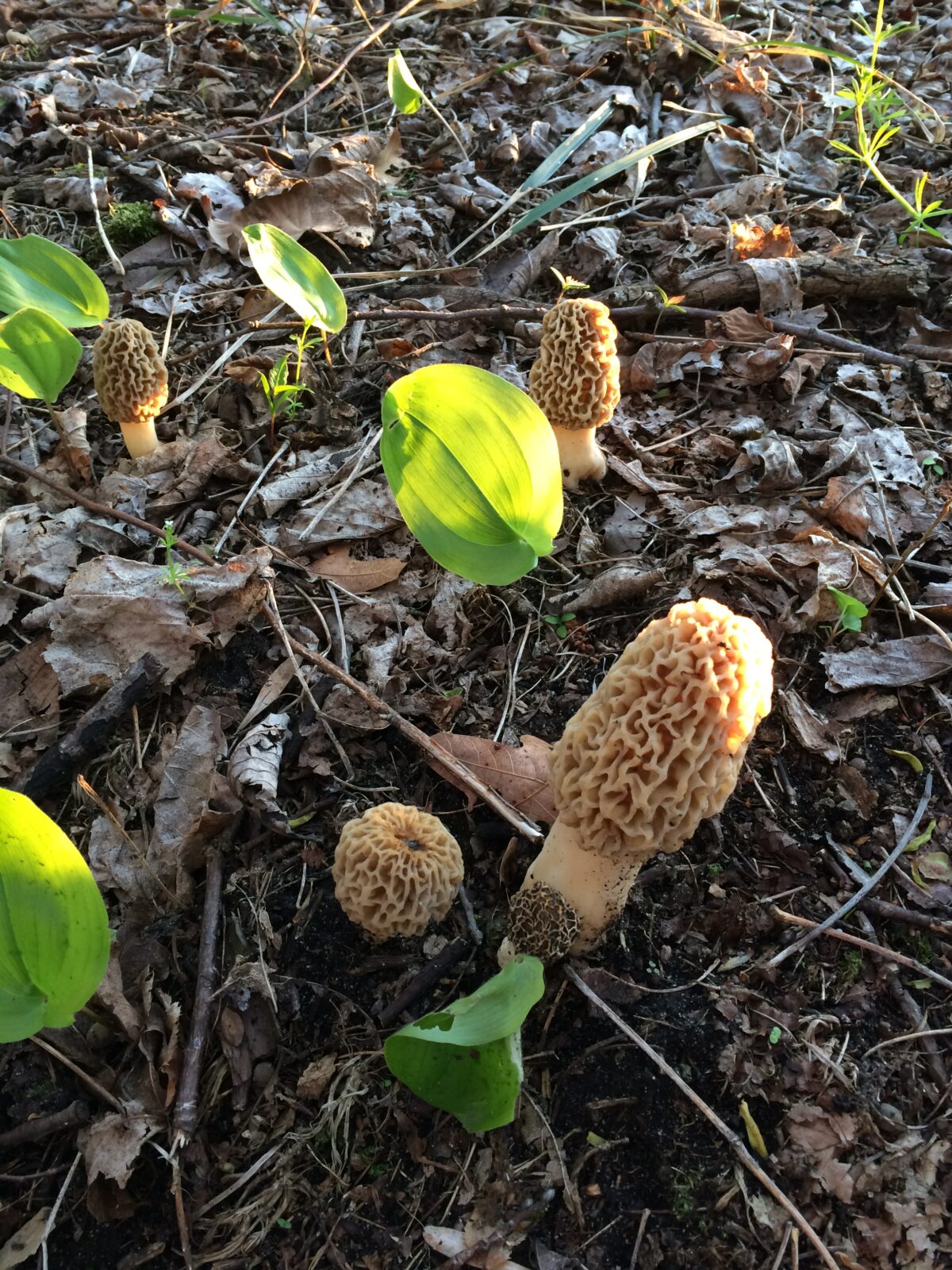 Yellow Morel (Morchella esculentoides)