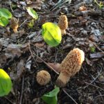 Yellow Morel (Morchella esculentoides)