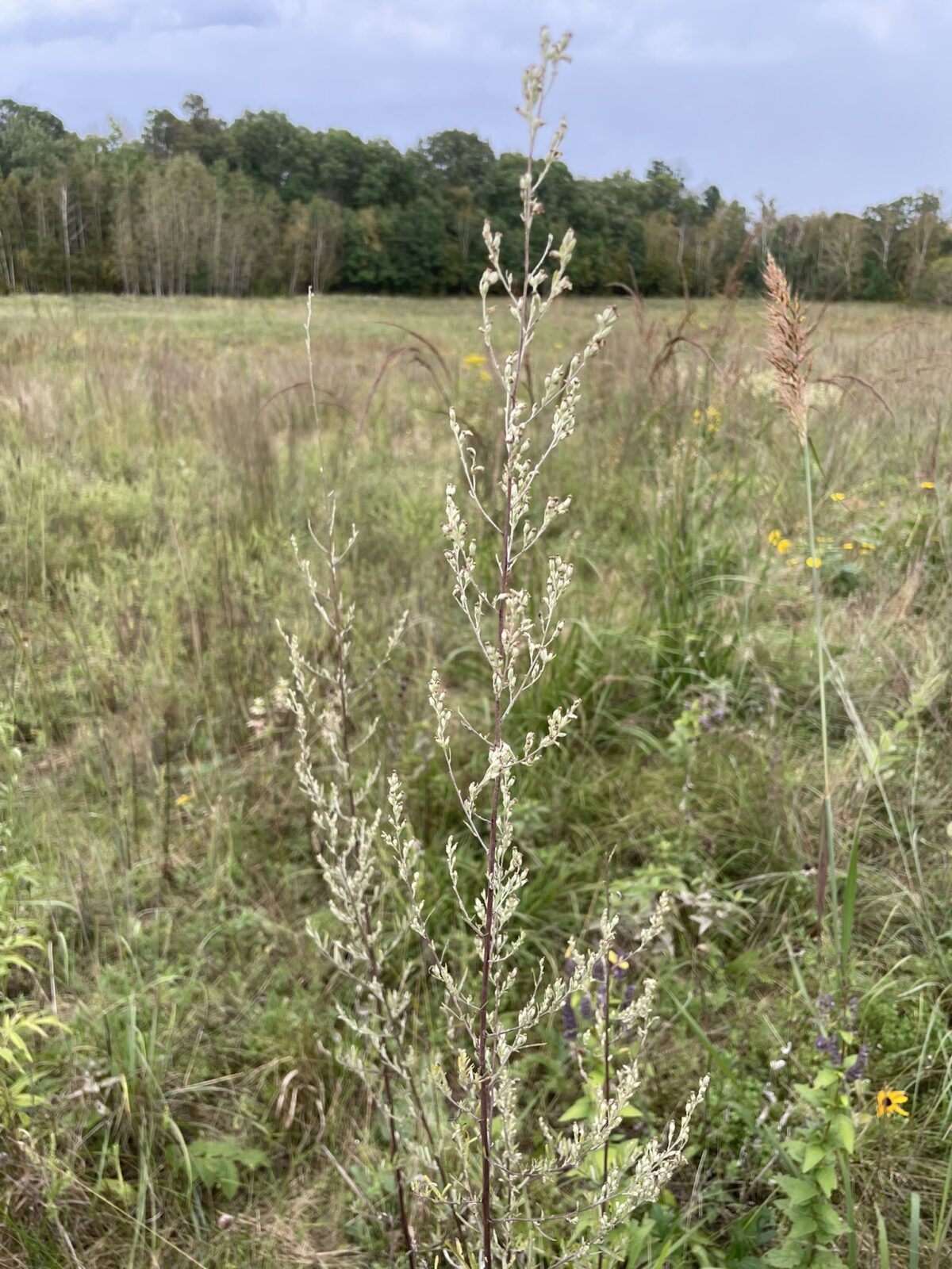 Common Mugwort (Artemisia vulgaris)