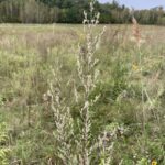 Common Mugwort (Artemisia vulgaris)