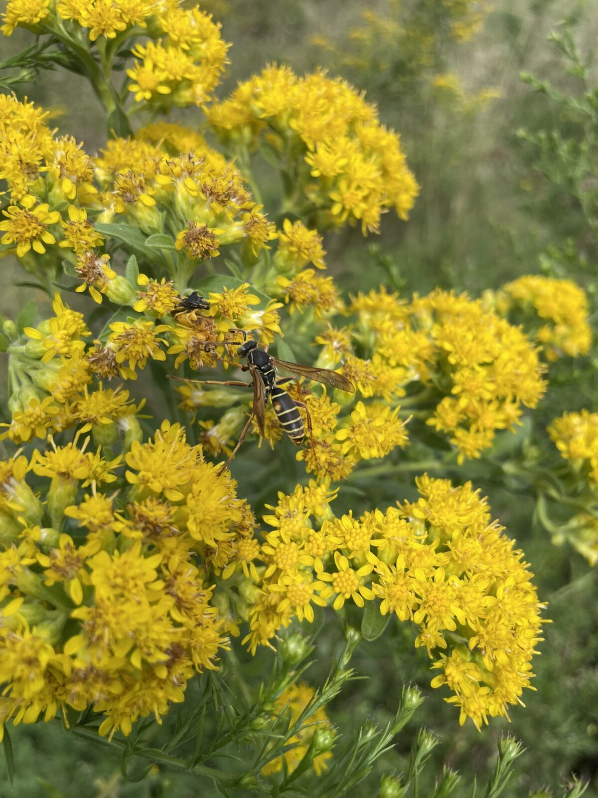 Northern Paper Wasp (Polistes fuscatus)