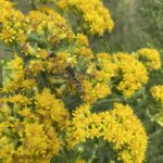 Northern Paper Wasp (Polistes fuscatus)