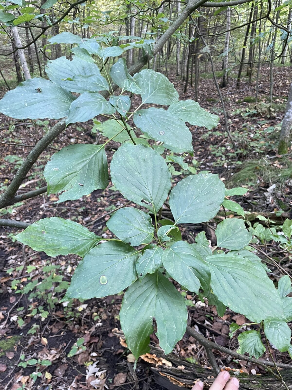 Pagoda Dogwood (Cornus alternifolia)