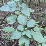 Pagoda Dogwood (Cornus alternifolia)