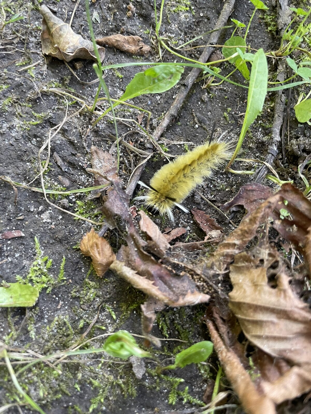 Pale Tiger Moth (Halysidata tessellaris)