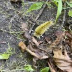 Pale Tiger Moth (Halysidata tessellaris)