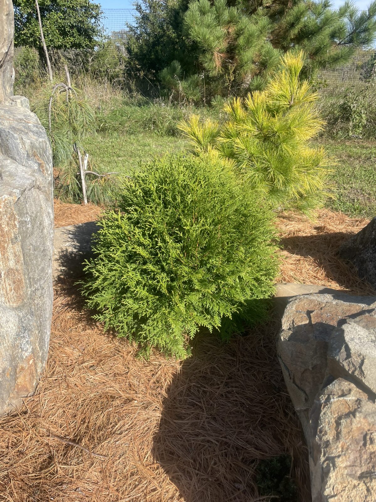 Planet Earth Arborvitae (Thuja occidentalis ”RutThu4′)