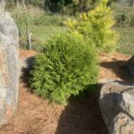 Planet Earth Arborvitae (Thuja occidentalis ''RutThu4')